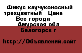 Фикус каучуконосный трехцветный › Цена ­ 500 - Все города  »    . Амурская обл.,Белогорск г.